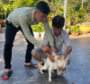 SỰ CẦN THIẾT VỀ TIÊM VẮC XIN PHÒNG BỆNH DẠI Ở CHÓ, MÈO